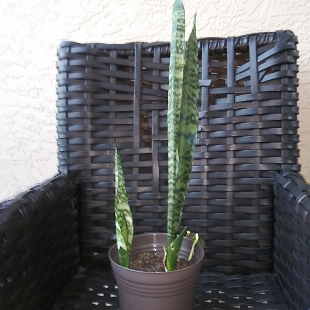 Plants, sansevieria